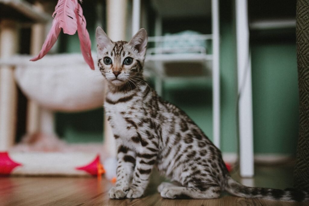 Bengal kitten playing with a pink feather wand toy indoors