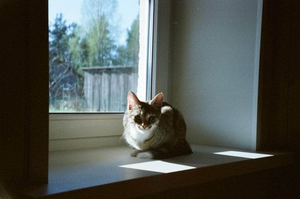 Cat resting in the sun on a window sill at home