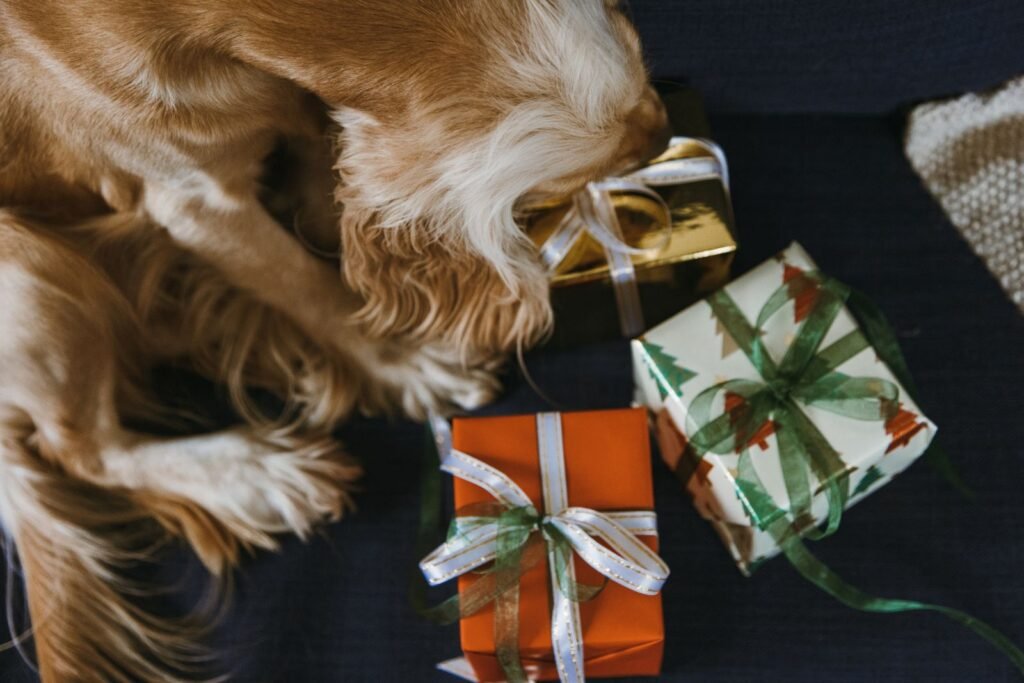 Dog sniffing wrapped Christmas presents with ribbons on the floor