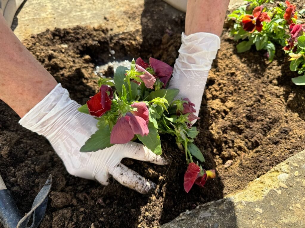 Gloved hands planting red flowers into fresh garden soil