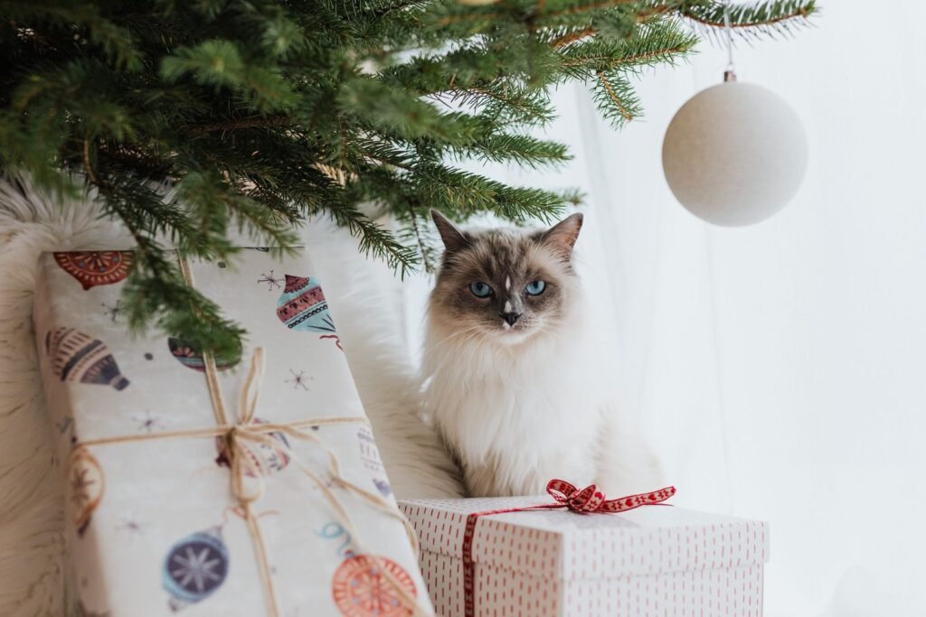 Fluffy ragdoll cat sitting under a Christmas tree beside wrapped gifts